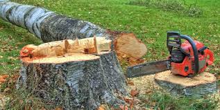 Best Tree Removal  in Murfreesboro, NC