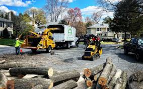 Best Tree Maintenance Programs  in Murfreesboro, NC