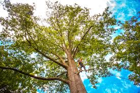 Best Palm Tree Trimming  in Murfreesboro, NC