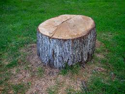 Best Tree Preservation Services  in Murfreesboro, NC
