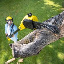 Best Tree Health Inspection  in Murfreesboro, NC