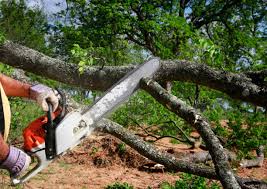 Best Tree and Shrub Care  in Murfreesboro, NC