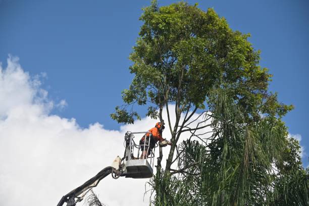 Best Lot and Land Clearing  in Murfreesboro, NC