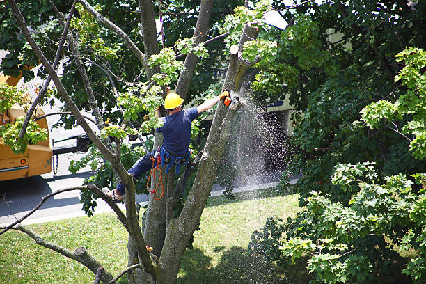 How Our Tree Care Process Works  in  Murfreesboro, NC