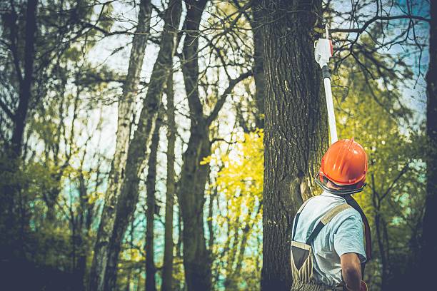 Best Tree Cabling and Bracing  in Murfreesboro, NC
